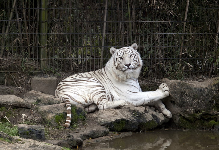 tiger, white, zoo, cat, wildlife, predator, feline