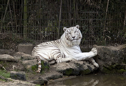 Tigre, Branco, jardim zoológico, gato, vida selvagem, predador, felino