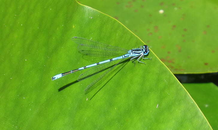 dragonfly, garden pond, nature, insect, pond inhabitants, macro, close