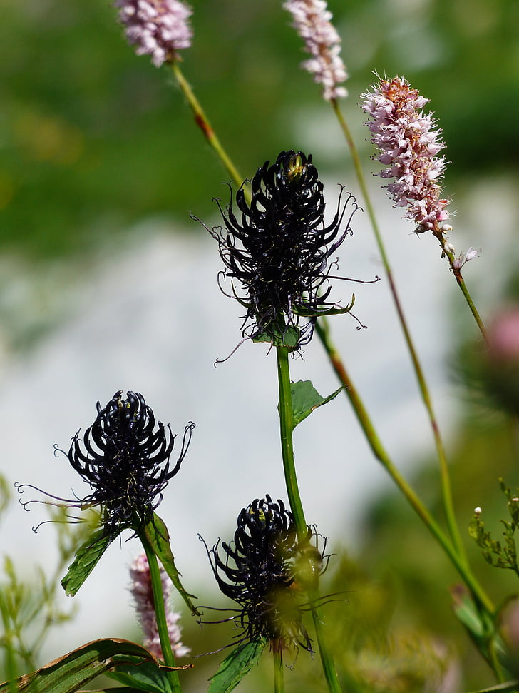 schwarze Teufelskralle, Blüte, Bloom, Blume, Schwarz, Tiefschwarz, schwarze rapunzel