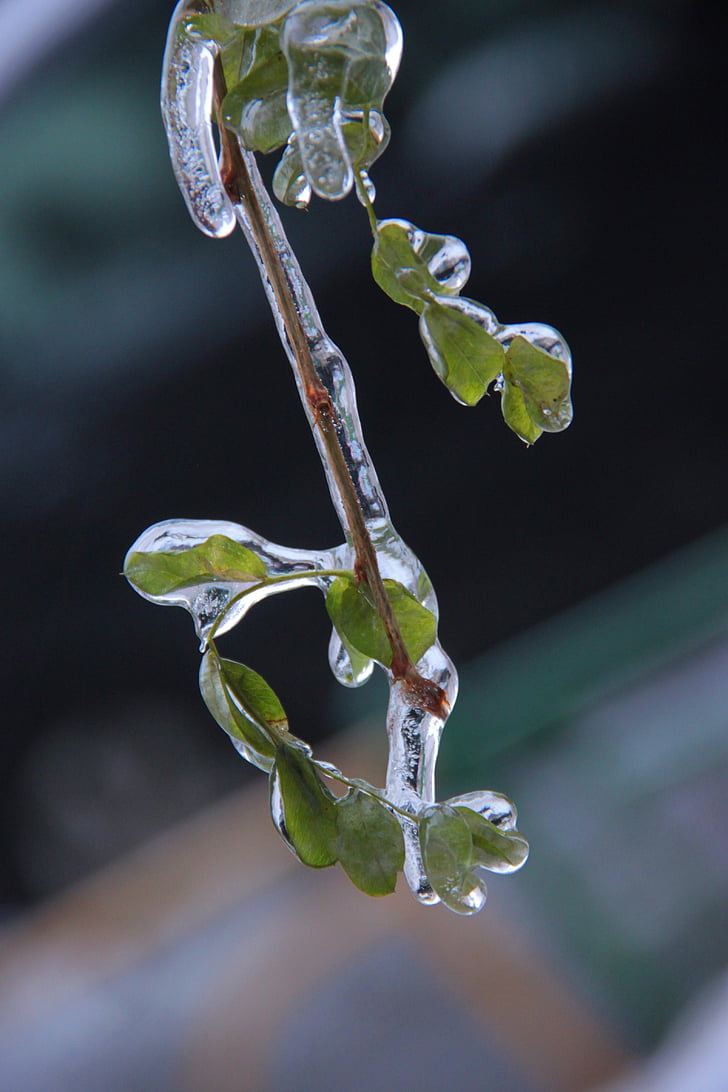 jää, Frost, lehed, filiaali, külmutatud, talvel, läbipaistev