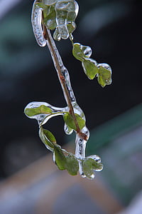 ice, frost, leaves, branch, frozen, winter, transparent