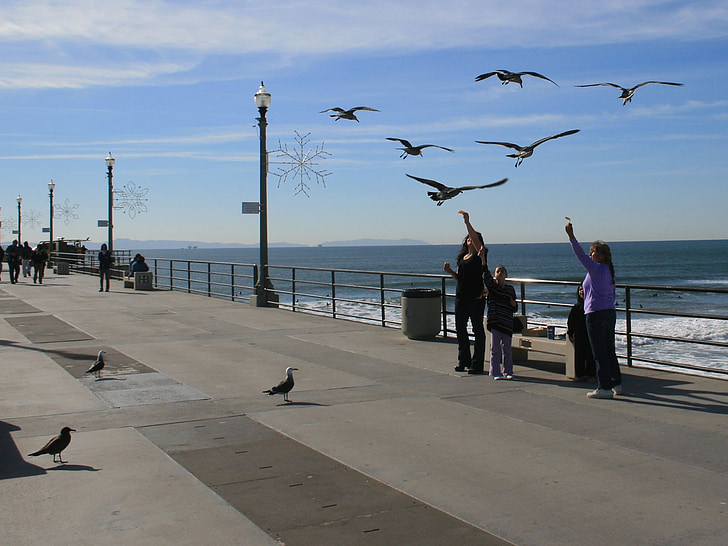 seagull, bird, nature, pier, california, huntington, beach