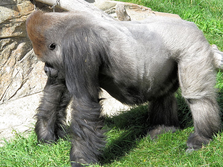 silverback, gorilla, strength, ape, primate, animal, mammal