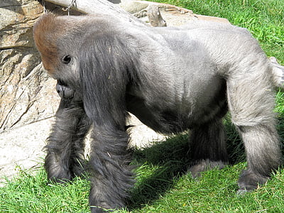 silverback, gorilla, strength, ape, primate, animal, mammal