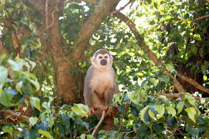 opice, Amazonka, Spider monkey, strom, opice, zvířata, džungle