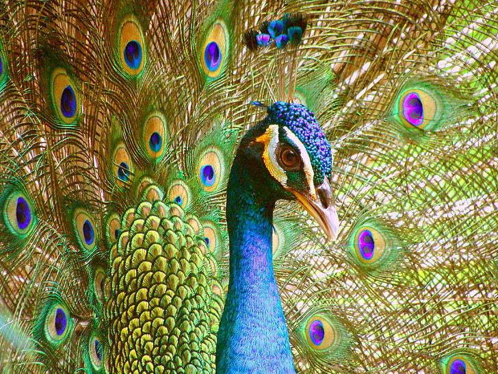 peacock, peacock's tail, zoological garden, feathers, bluebird, birds, bird