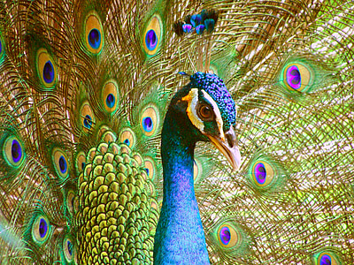 paabulind, Peacock on saba, loomaaiad, suled, Bluebird, linnud, lind