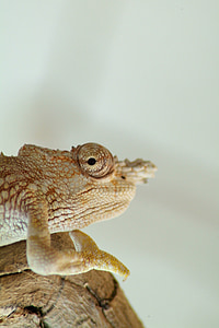 Chameleon, režim spánku obyčejných chameleon, plaz, zvíře, zelená, hlava, oko