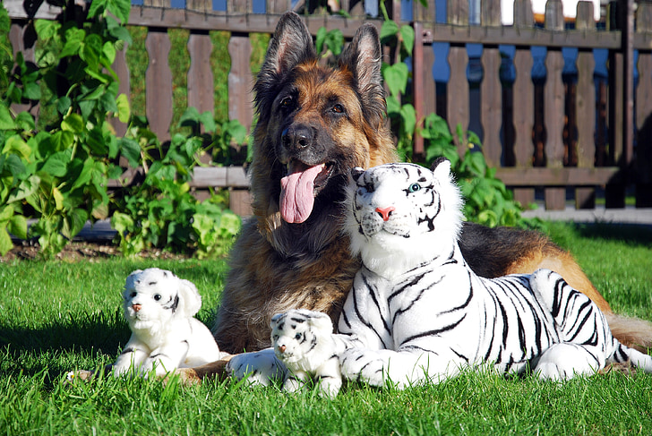 σκύλος Schäfer, σκύλος, παλιά γερμανική, Γερμανικά longhaired δείκτη, τίγρης, λευκό, βελούδινα