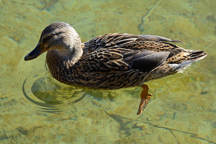 mallard, duck, female, plumage, ducks, feather, lake