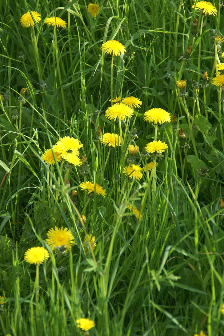 Frühling, Blume, Löwenzahn, Grass, Grün, Pflanzen