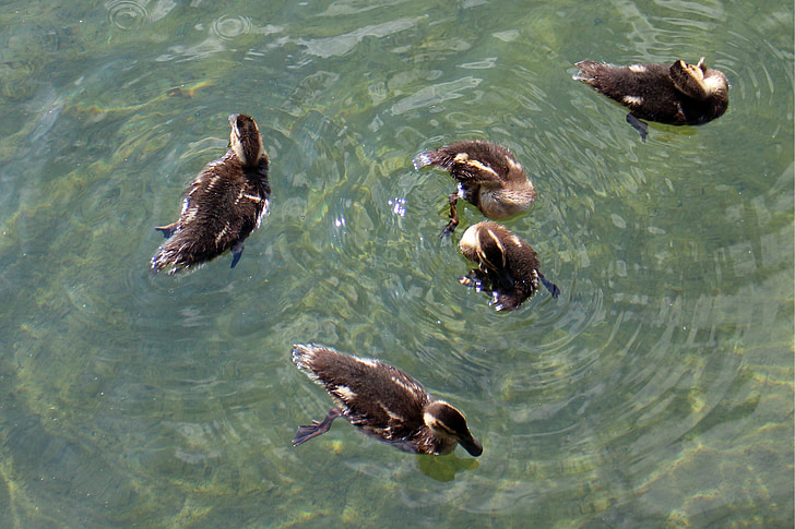 Free photo: ducks, family, chicks, young animals, waterfowl, small, cute |  Hippopx