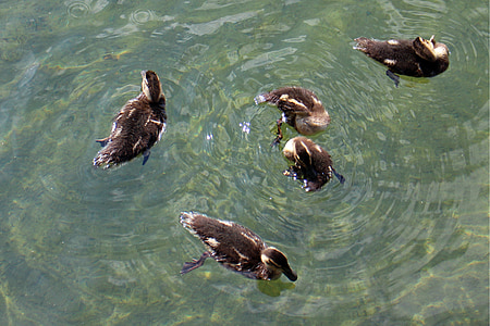 kačice, rodina, mláďatá, mladé zvieratá, vodné vtáctvo, malé, milý