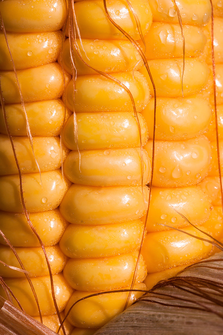 kukurūzų, kukurūzų branduoliai, kukurūzų burbuolės, Zea mays visais atvejais, grūdų, maisto, rudenį