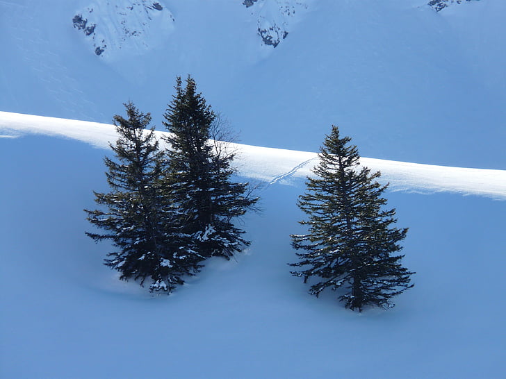 egles koku, mūžzaļo koku, skuju koku, sniega, ziemas, daba, gaisma