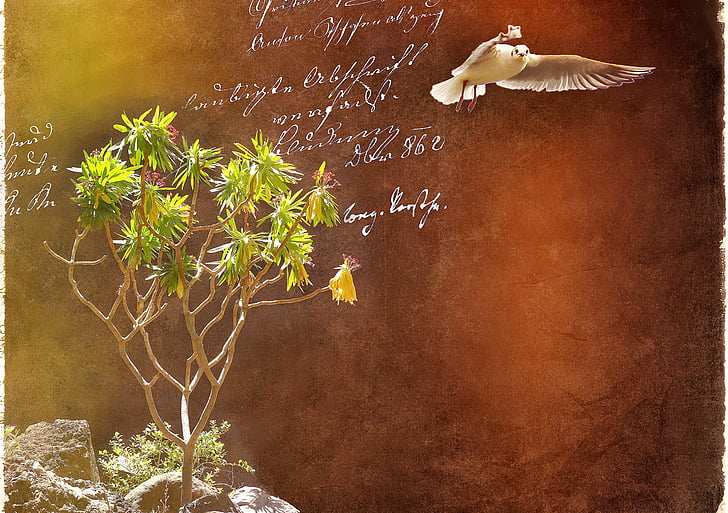 Đại kích, thực vật, chim mòng biển, con chim, phông chữ, chữ viết tay, bức tranh