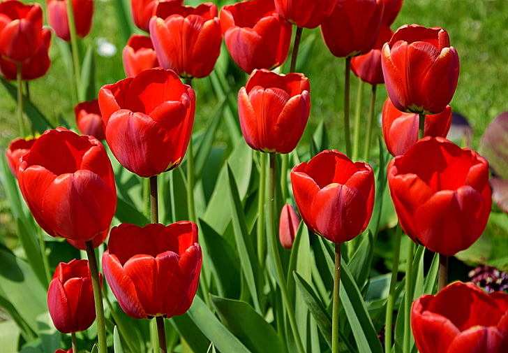 Tulip, merah, Kolam, di Taman, Tulip, alam, musim semi