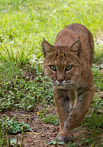 bobcat, wildlife, nature, wild, predator, outdoors, big cat
