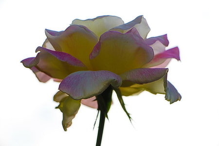 Rosa, Blütenblätter, Anlage