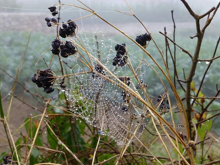 Bretagne, landskab, spindelvæv, Dugdråbe, efterårs stemning, spin, netværk