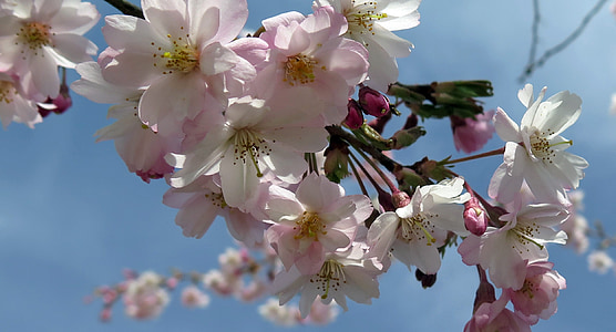 цветя, Пролет, клон, розово, дърво, природата, розово цвете