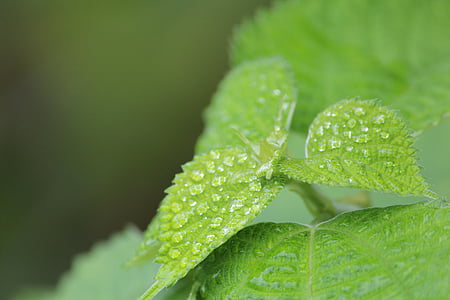 green, dew, early in the morning, summer, leaf, nature, green Color
