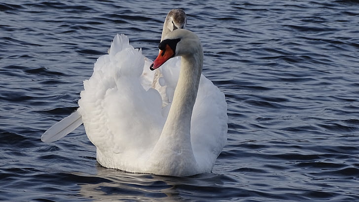 swan, banter see lake, wilhelmshaven