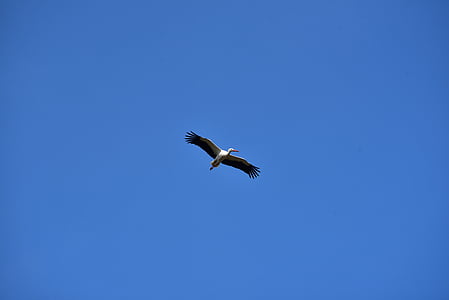 นกกระสา, ท้องฟ้า, บิน, สีดำสีขาว, เรียกเก็บเงิน, นกกระสาสั่น, นกกระสาสีขาว