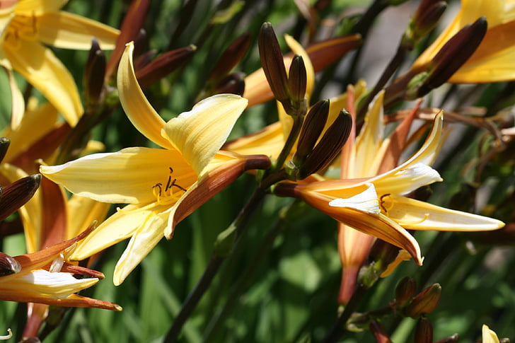 květiny, Příroda, jaro, květinové, Bloom, květ, Barva