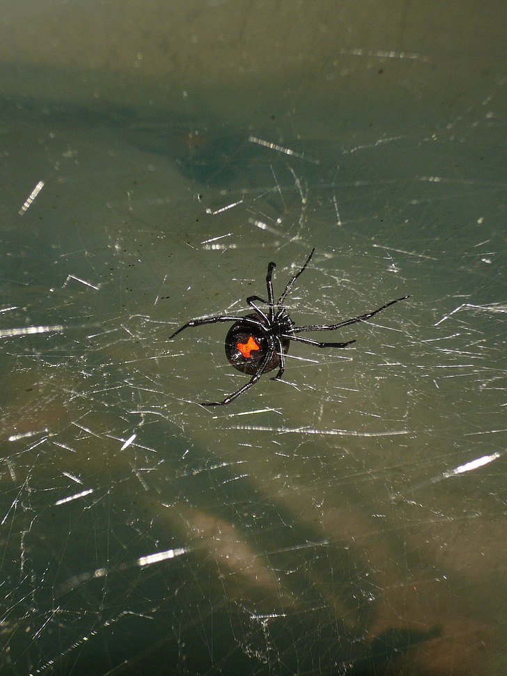 zirneklis, Black widow, indīgs