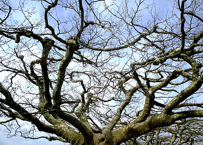 деревья, платаны, навес, Набережная, Радольфцелль ам bodensee, Германия