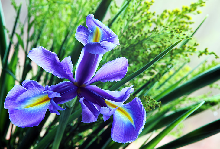 Iris, virág, természet, virágos, tavaszi, szirom, botanika