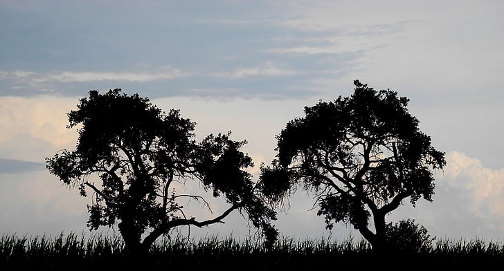 arbres, silhouettes, silhouette, nuages