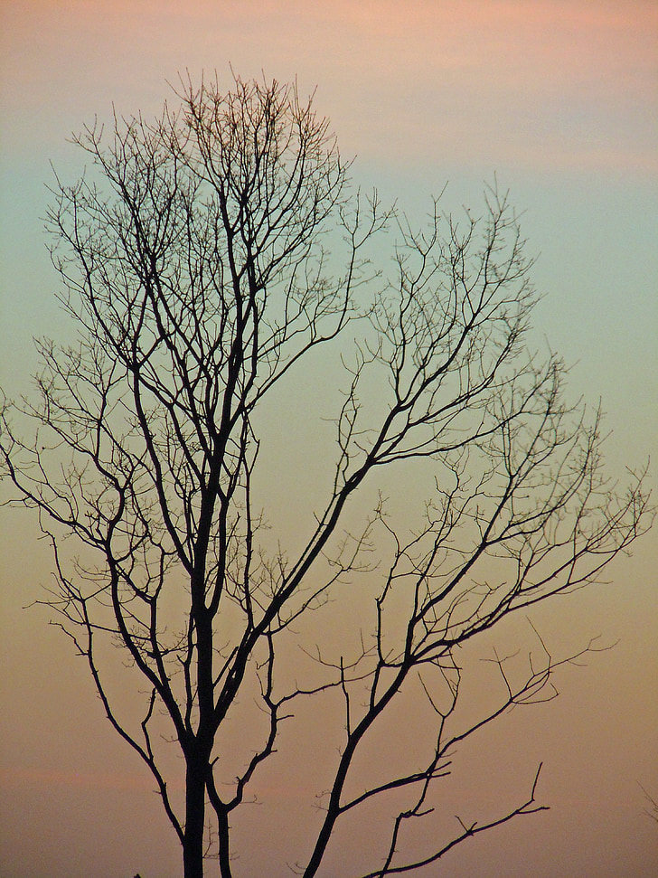 arbre, Journal, silhouette, esthétique, Kahl, Morgenrot, morgenstimmung