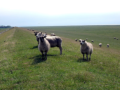 овцы, deichschaf, дамба, Отдых, стадо овец, животное, Животные