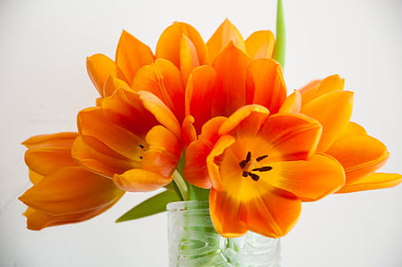 blomster, tulipaner, natur, farger, oransje, gul, blomst