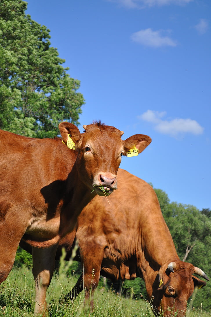 cows, eat, grass, cattle, limousin, beef, breed