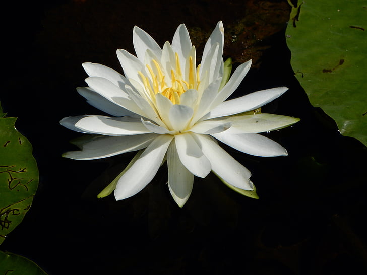 water lilly, lily, water, pond, summer, flower, nature