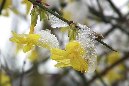 Jasmin, iarna, gheata, floare, zăpadă, galben