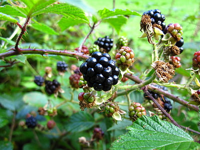 黑莓, 黑色, 黑莓, 甜, 成熟, 野生水果