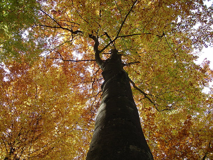 tree, log, autumn, leaf, leaves, colorful, color