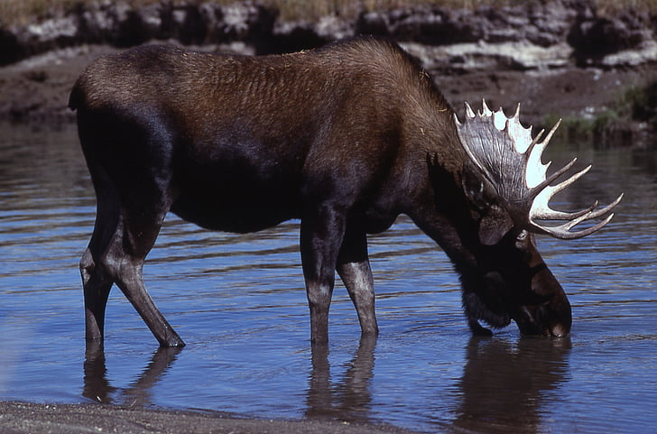 moose, bull, portrait, close up, profile, wildlife, water