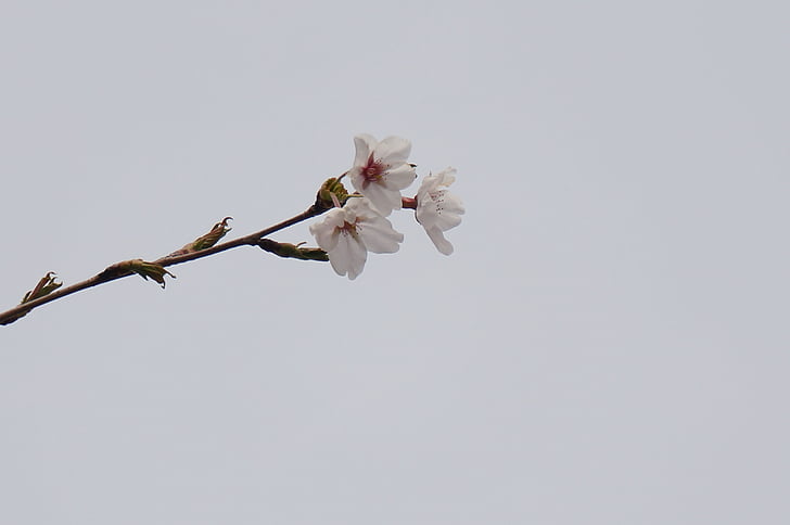 Cherry, Jepang, merah muda, bunga, kayu