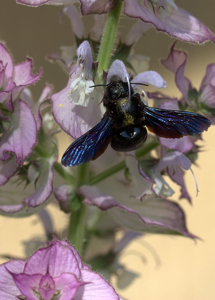 Bee, fly, pollinering, Insecta, blomst, natur