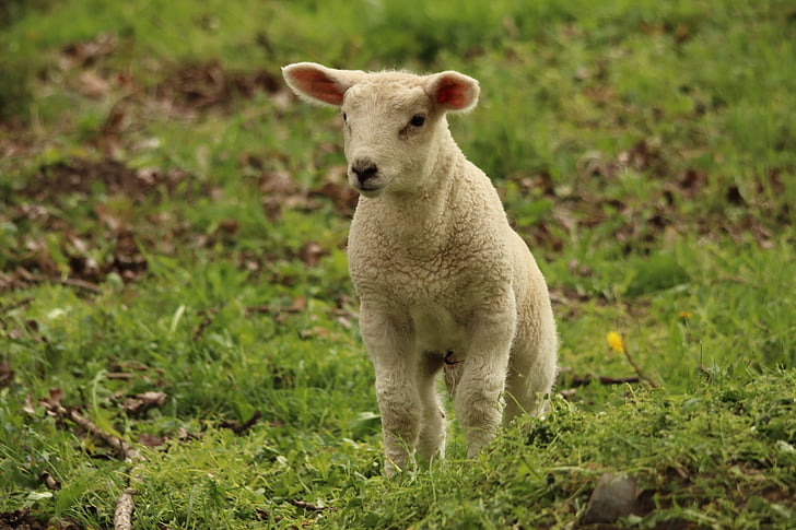lamb, sheep, animal, cute, schäfchen, animal world, lambs