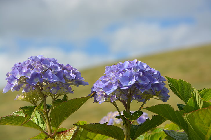 μπλε λουλούδια, το καλοκαίρι, άνθη το καλοκαίρι, φύση, πέταλα, βοτανική, ουρανός