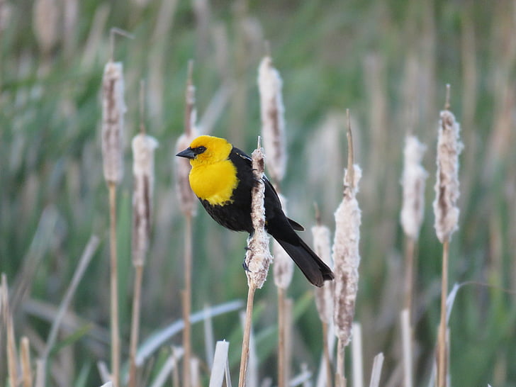 male yellow-headed blackbird, blackbird, marsh bird, bird, yellow-headed, nature, songbird
