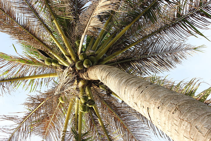Palm, дърво, небе, палмови листа, растителна, лято, слънце