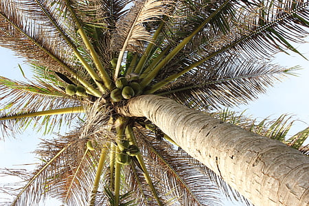 Palm, puu, taevas, palmilehti, taim, suvel, päike